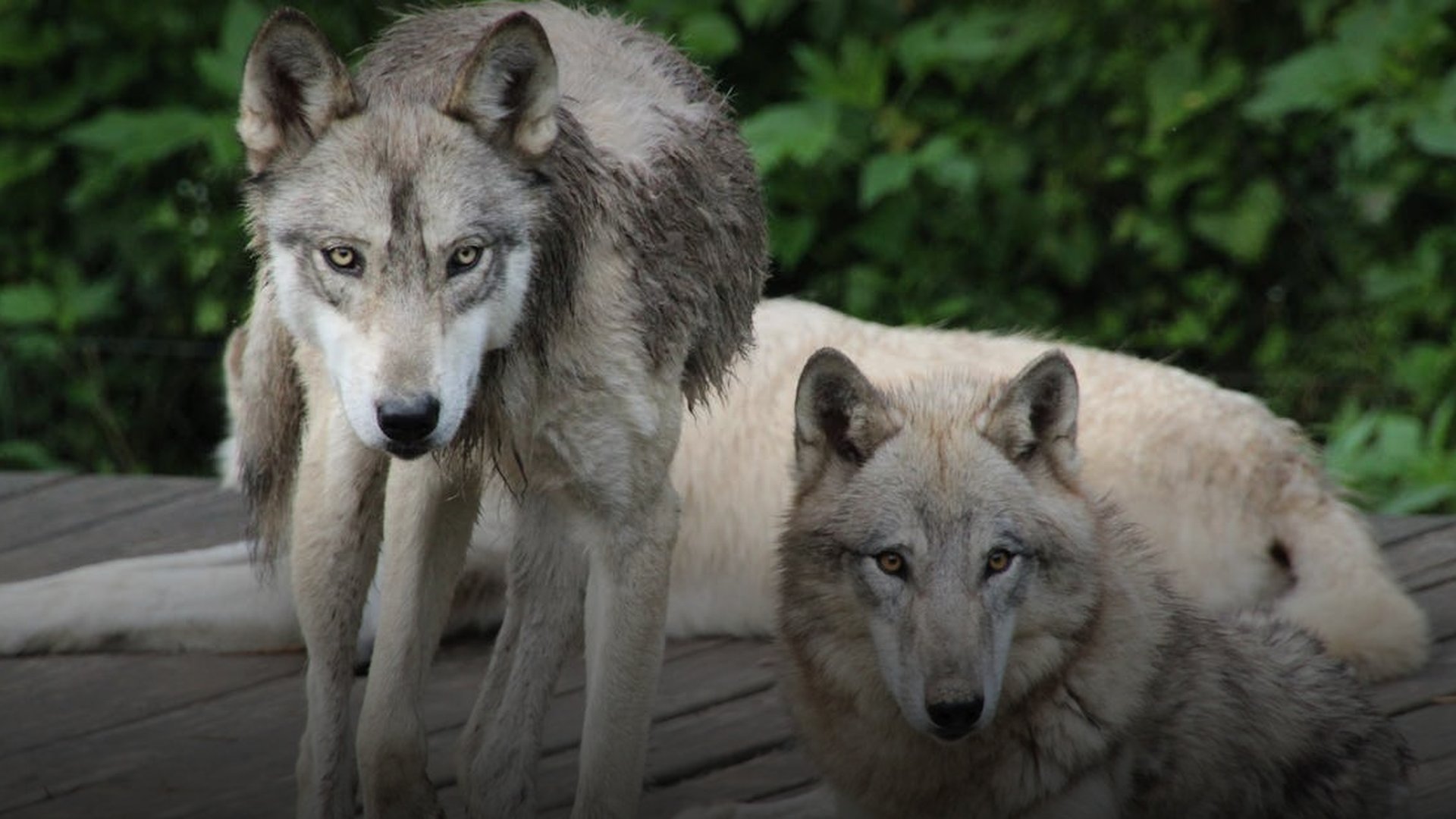 Abiy Ahmed Forms Prosperity Party, Dissolves EPRDF Coalition