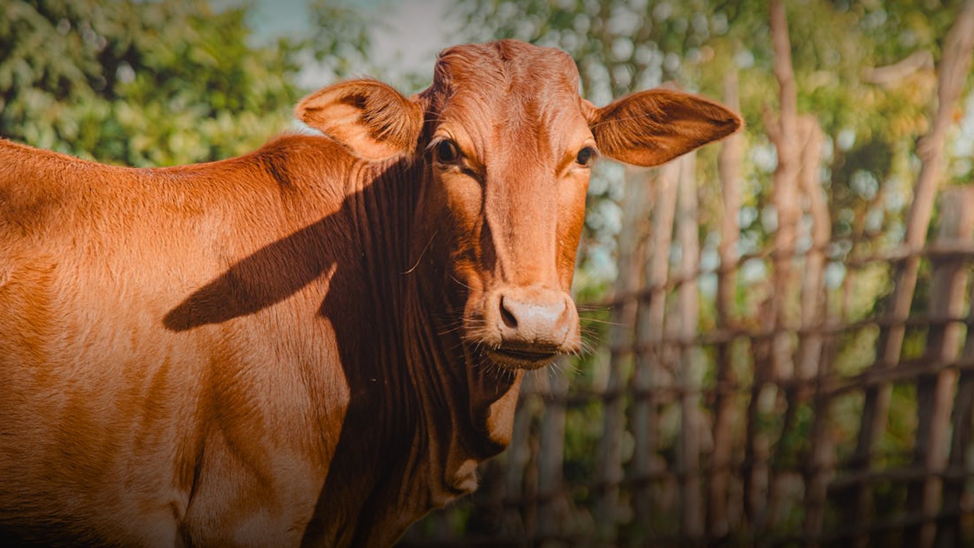 Ethiopia and Tigray Sign Historic Peace Agreement in Pretoria